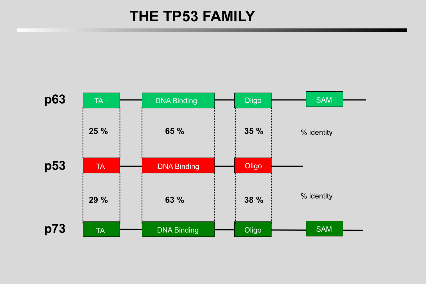 TP53 family 2