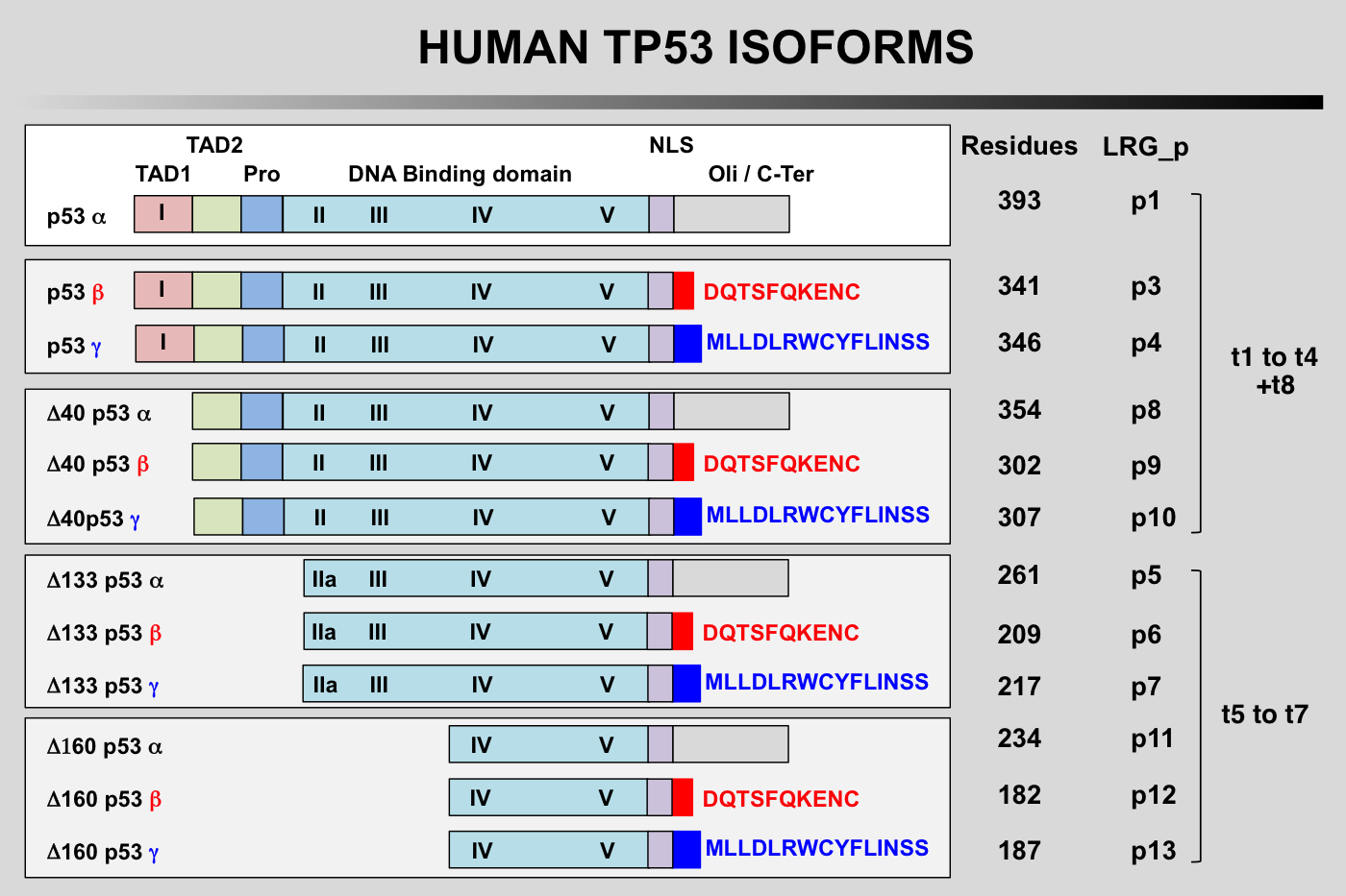 TP53 isoforms 1