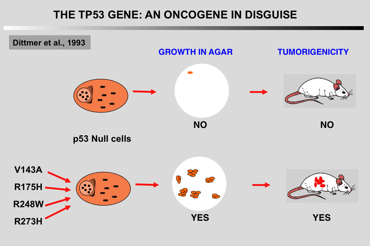 TP53 Mutant 2b