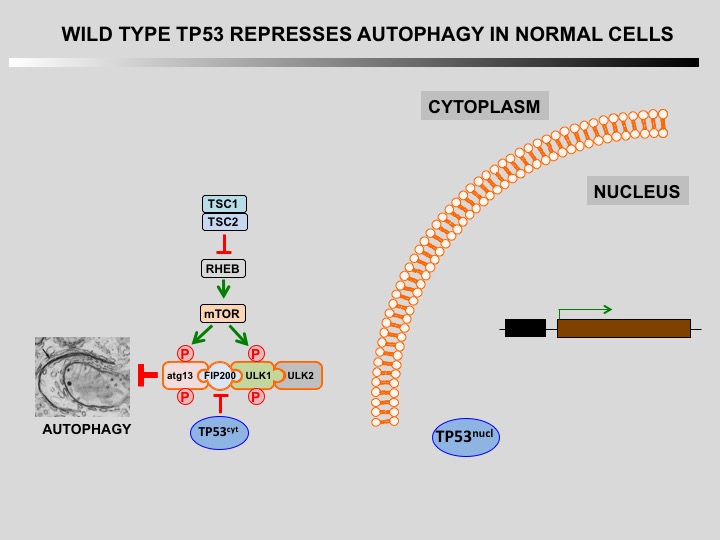 TP53 autophagy 2