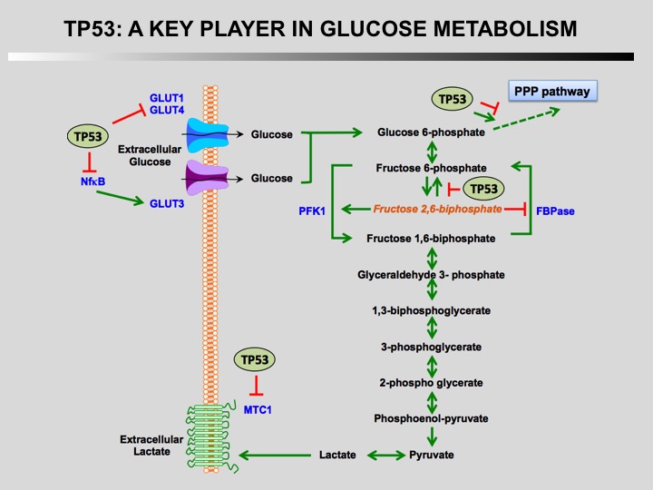 TP53 metabolism 2