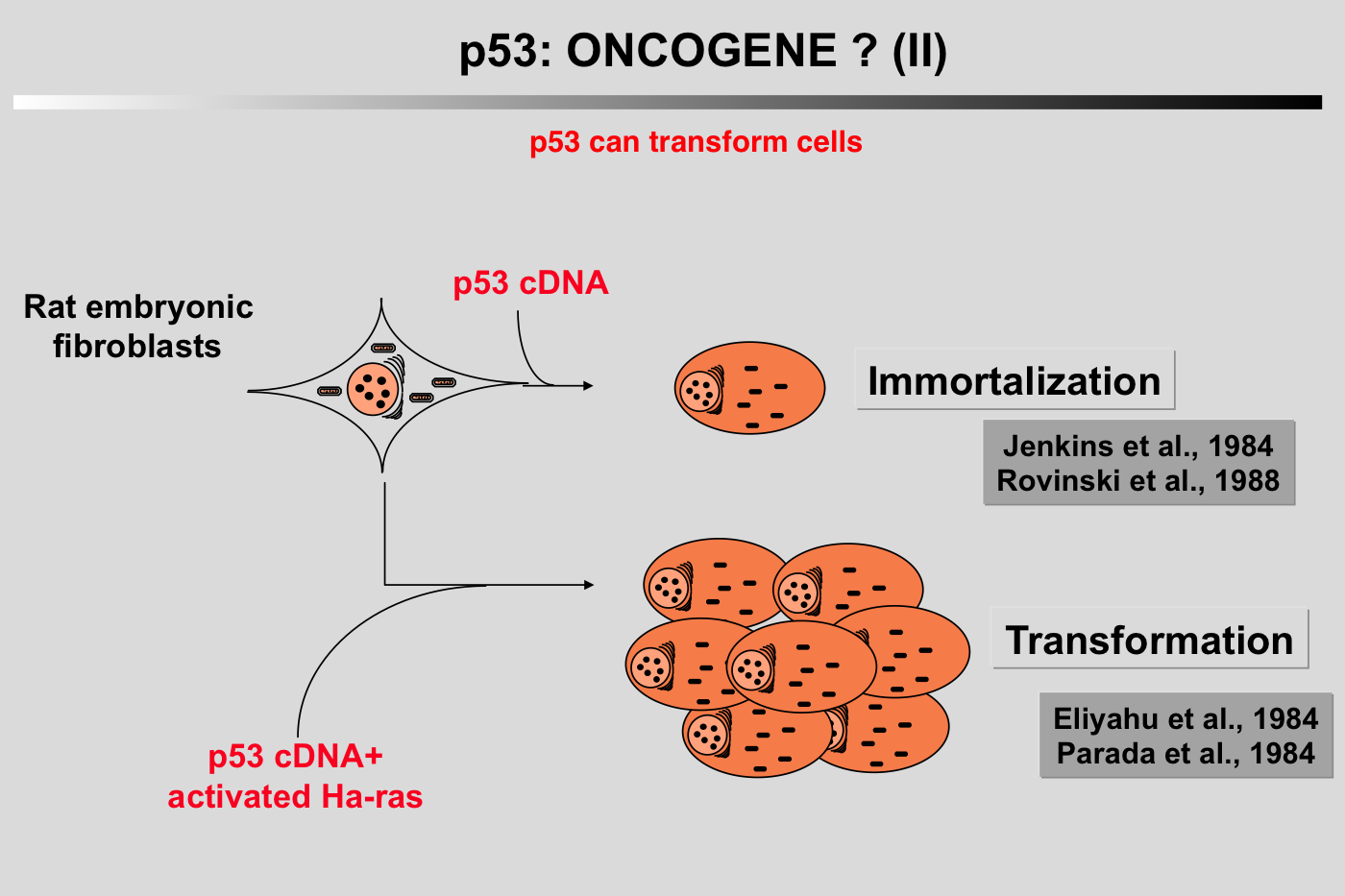 proto-oncogene activation - YouTube