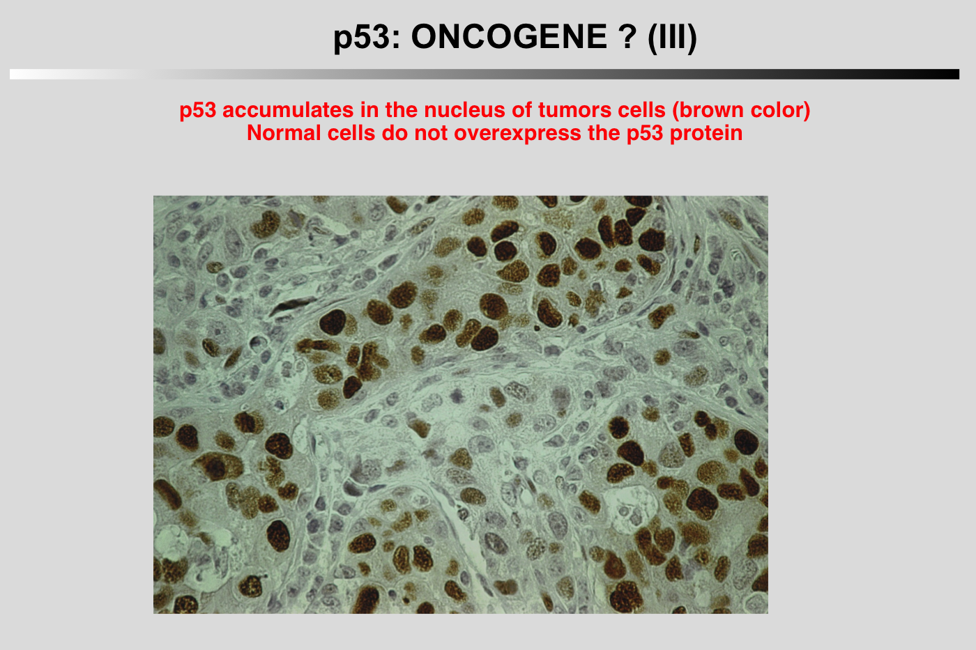 p53 oncogene 3