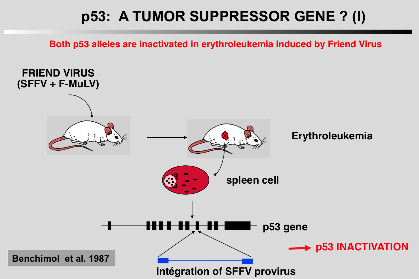 p53 as a Tumor Suppressor?