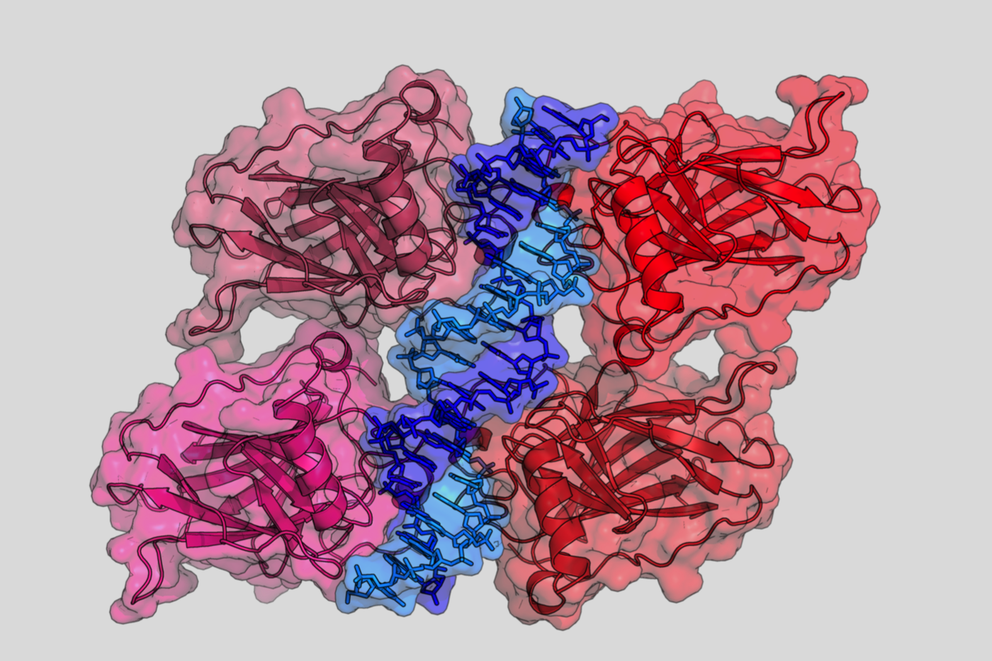 TP53 proteins