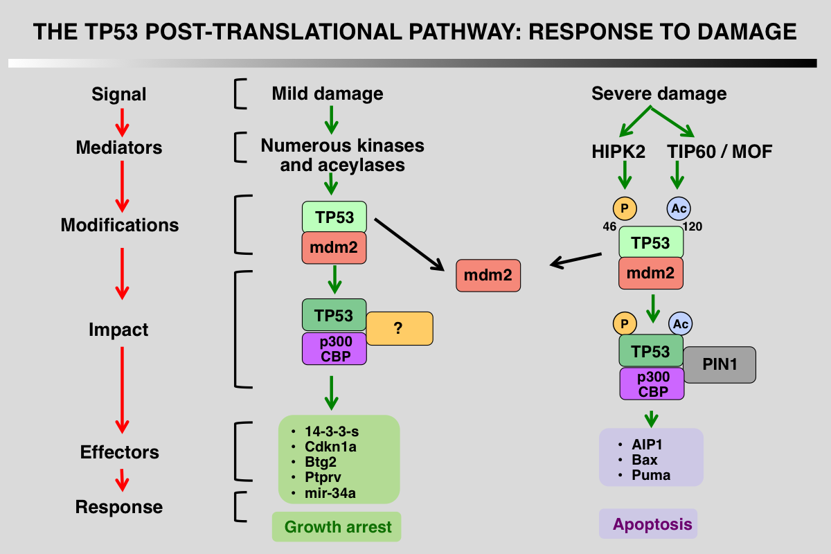 TP53 PTM pathways 1