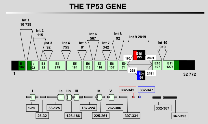The TP53 gene