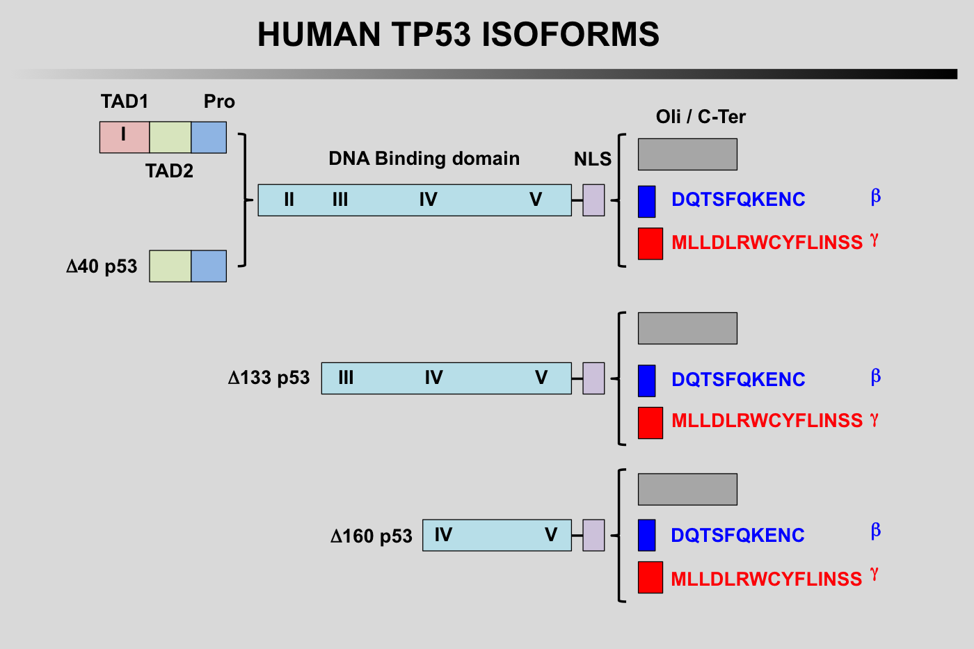TP53 isoforms 2