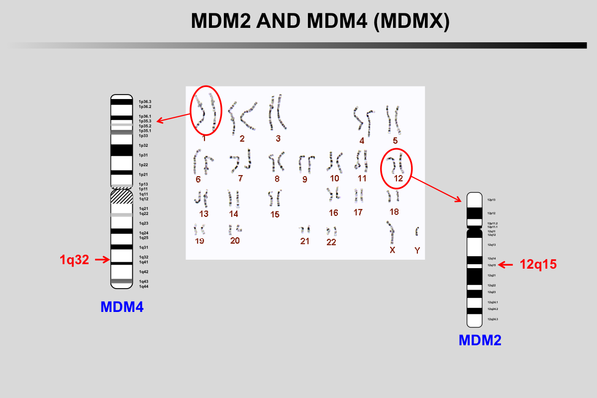 MDM2 and MDMX