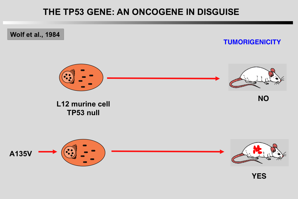 TP53 Mutant 2a