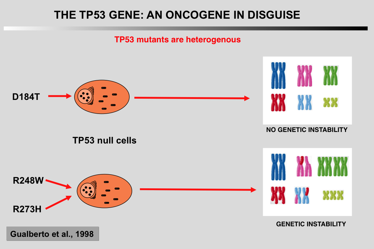 TP53 Mutant 3