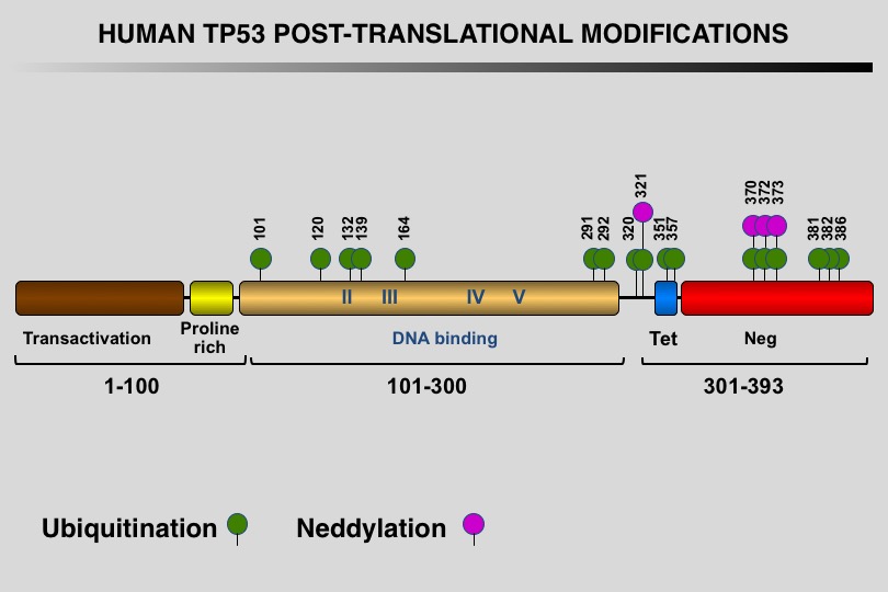 TP53 PTM