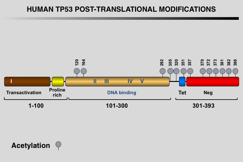 TP53 acetylation