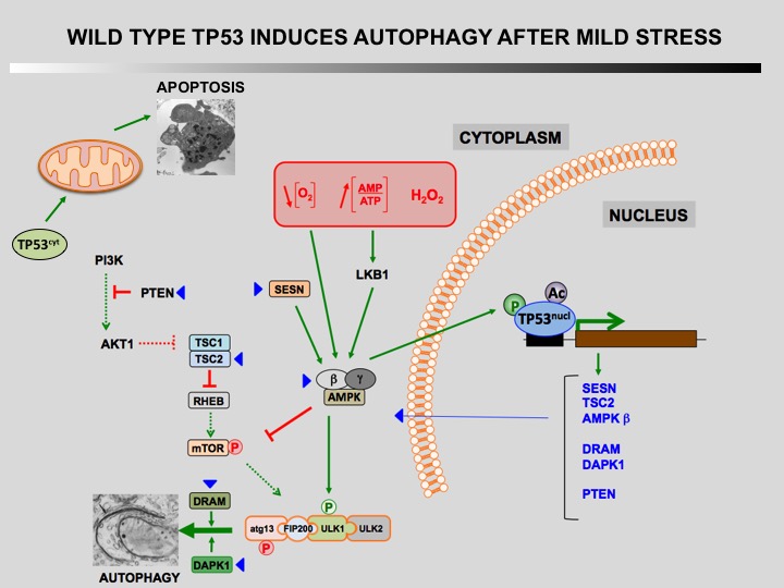 TP53 autophagy 3