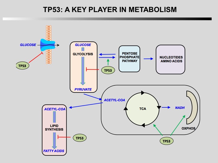 TP53 metabolism 1