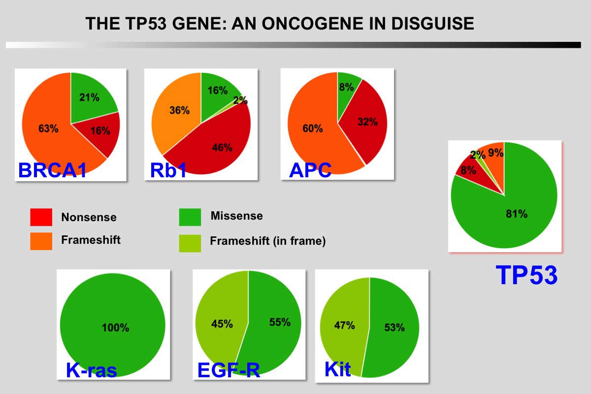 Mutant TP53 an Oncogene!