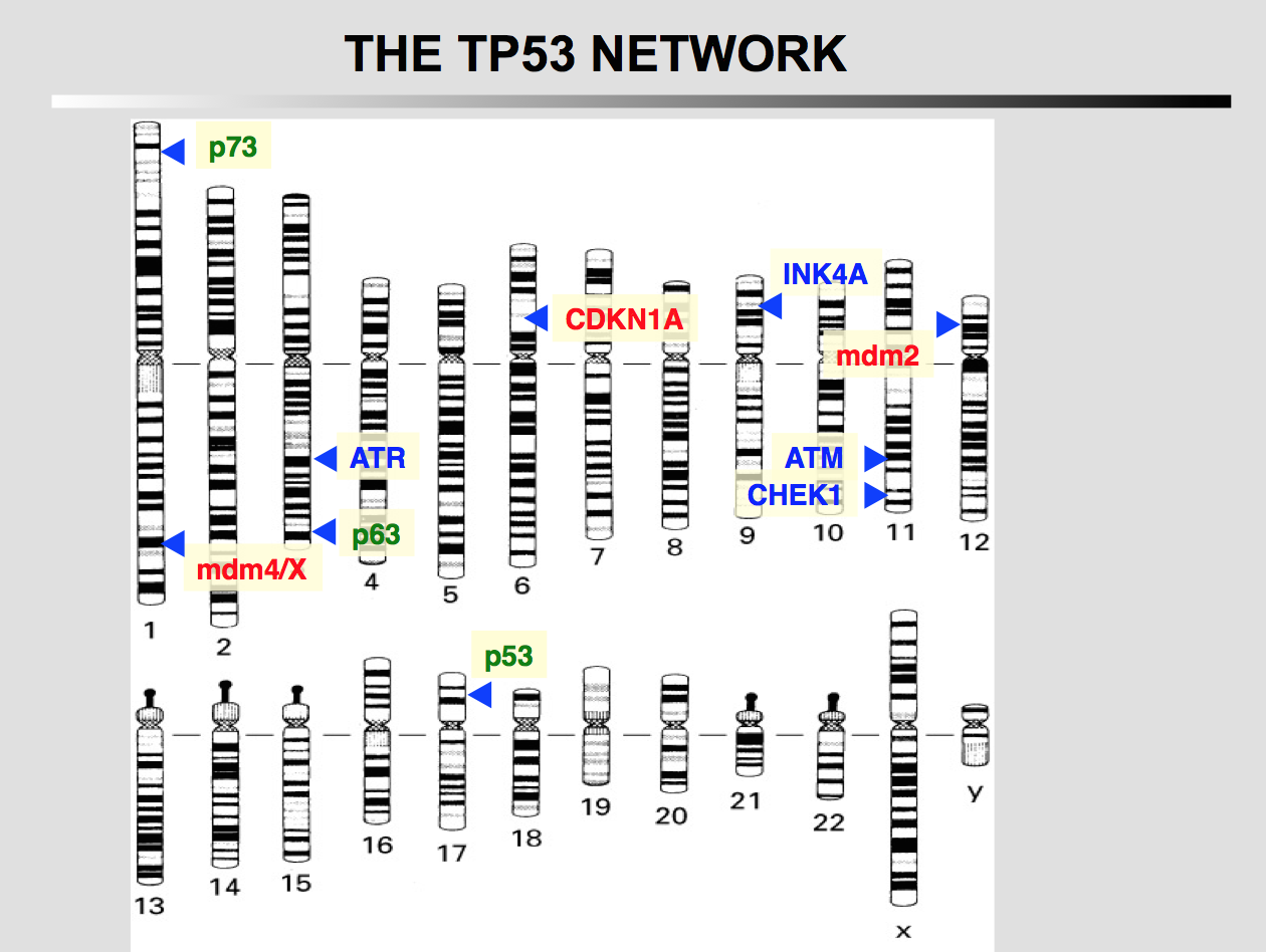TP53 network