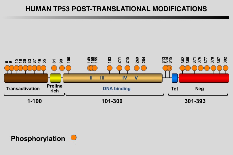 TP53 phosphorylation
