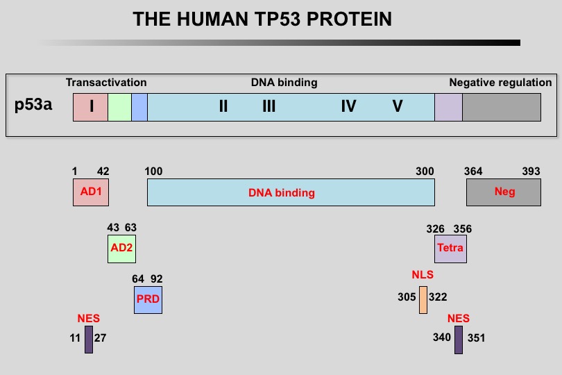 TP53 protein