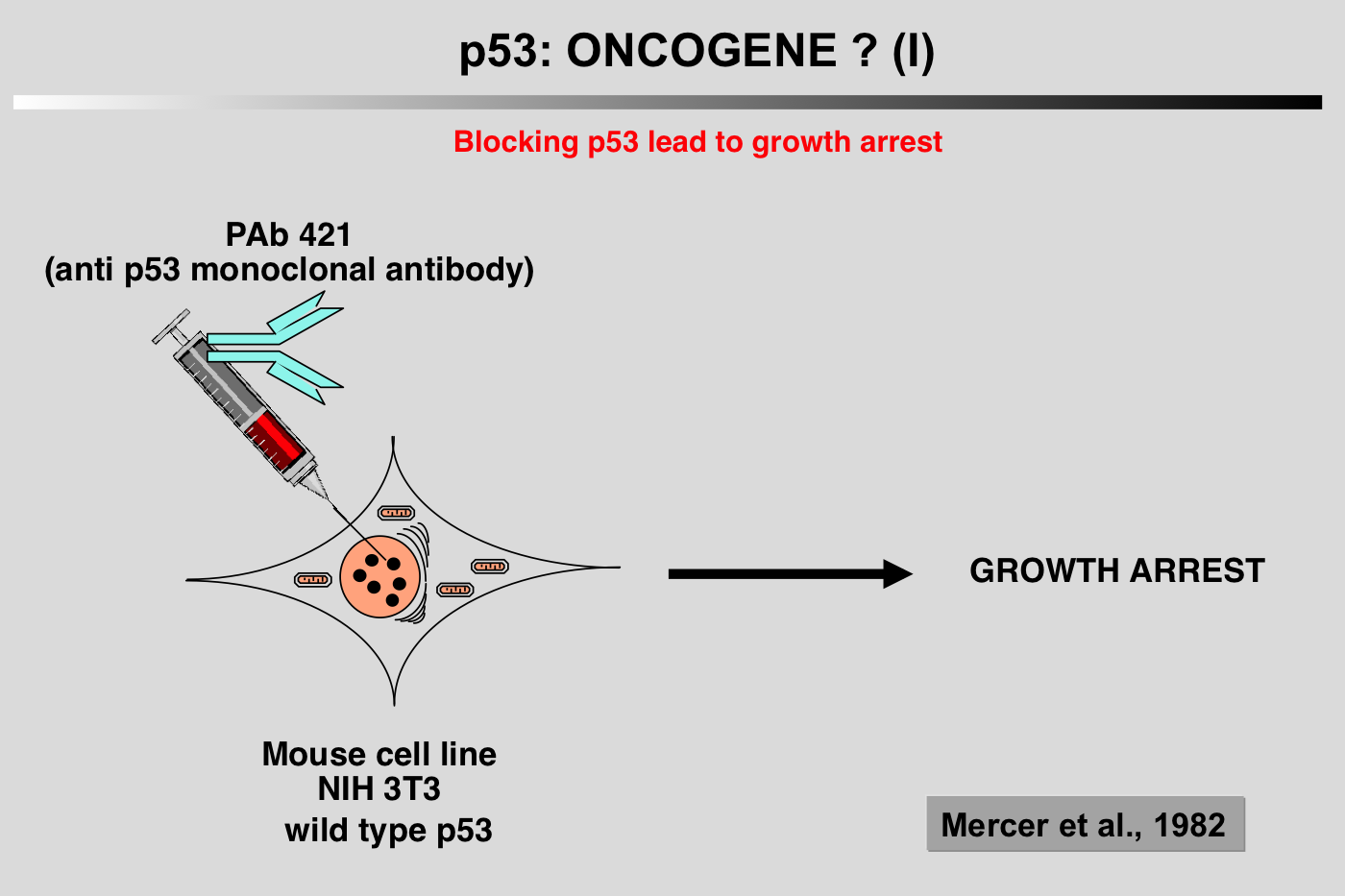 p53 as an oncogene?